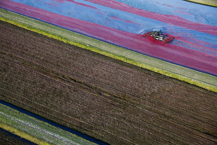 Image: CRANBERRY HARVEST IN WISCONSIN