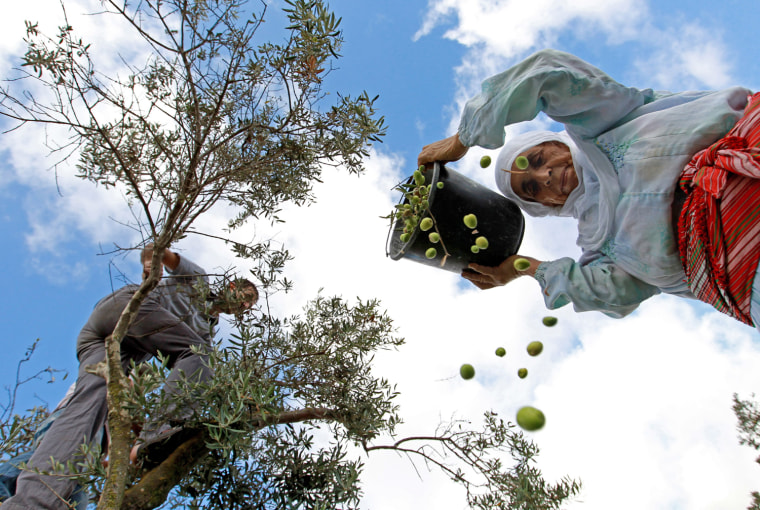 Image: Olive Harvest in West Bank