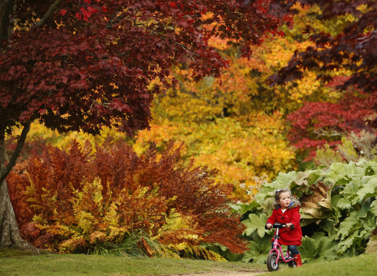Image: Three year-old Annie Wood rides her scooter in front of changing autumn leaves in Sheffield Park Gardens near Haywards Heath in southern England