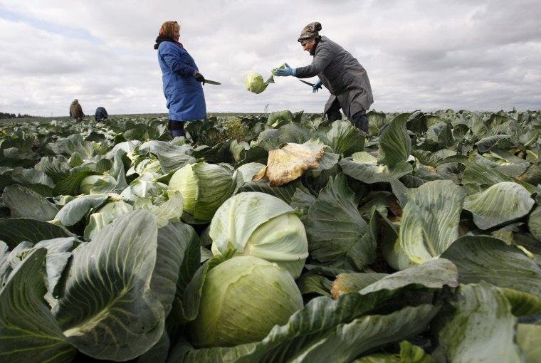 Image: Cabbage harvest in Belarus