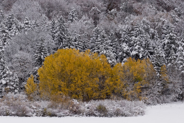 Image: Autumn coloured trees are surrounded by snow-covered trees near town of Ilmenau