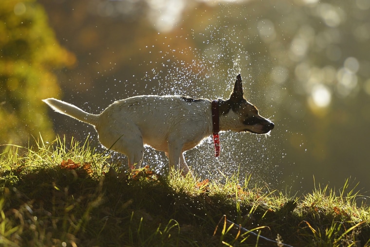Image: A dog shakes itself dry on the banks of Faskally Loch near Pitlochry, Scotland