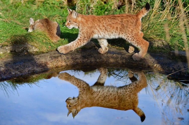 Image: Four Month Old Northern Lynx Kittens Get Their First Public Outing