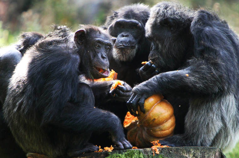 Image: Schimpansen essen erstmals Kürbis