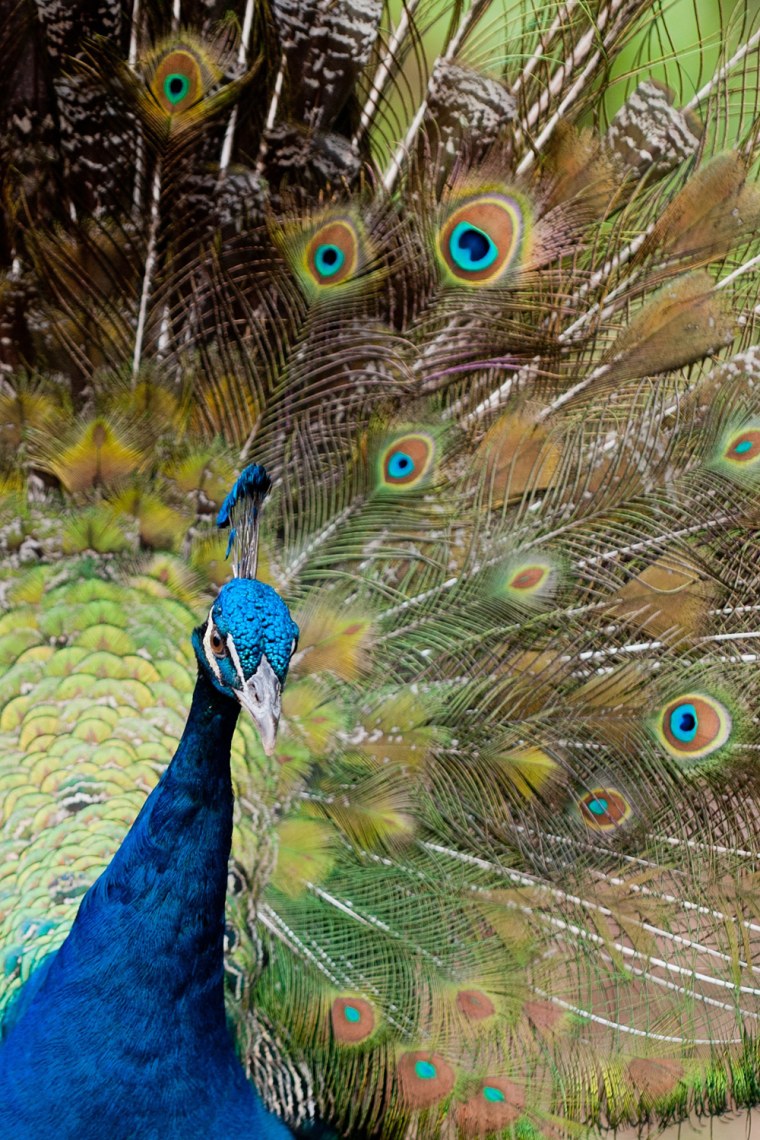 Image: COLOMBIA-PEACOCKS-FEATURE