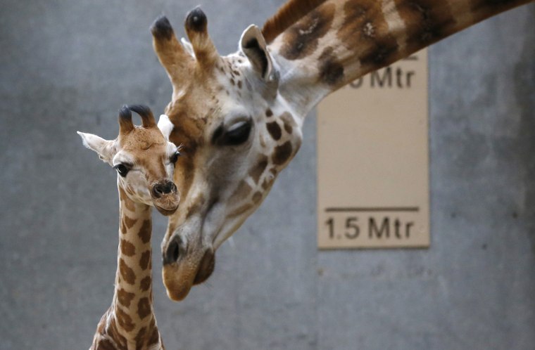 Image: Dagmar, the Rothschild giraffe, nuzzles her newborn calf in their enclosure at Chester Zoo in Chester