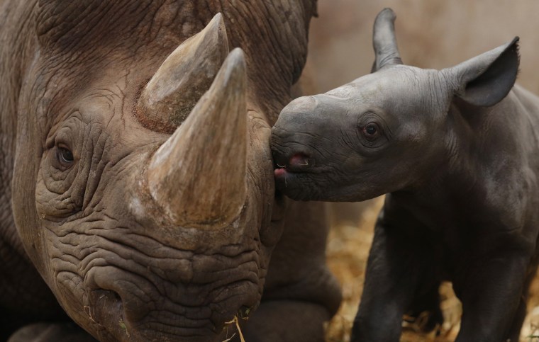 Image: Ema Elsa, a nine-year-old Black Rhino, is nuzzled by her newborn calf in their enclosure at Chester Zoo in Chester