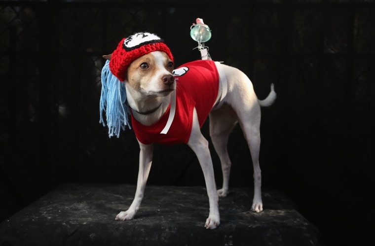 Image: Dogs Dress Up For Annual Tompkins Square Park Halloween Parade