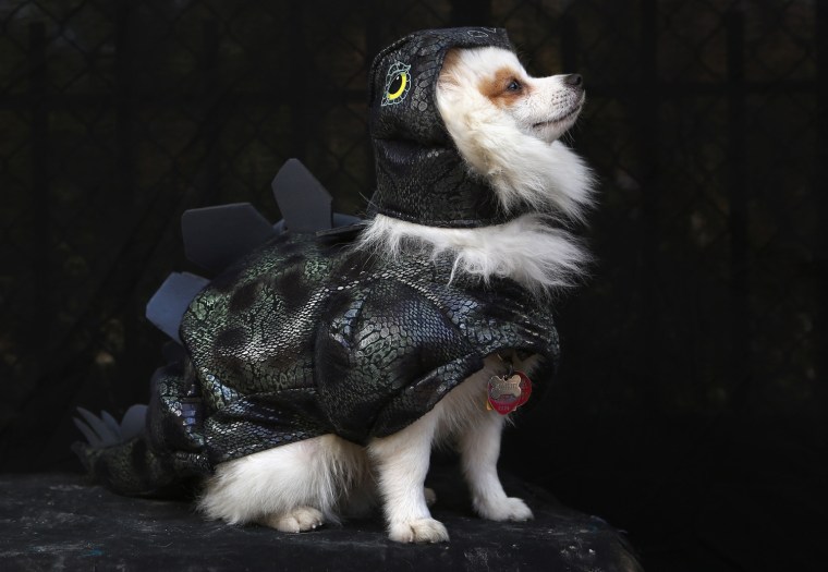 Image: Dogs Dress Up For Annual Tompkins Square Park Halloween Parade