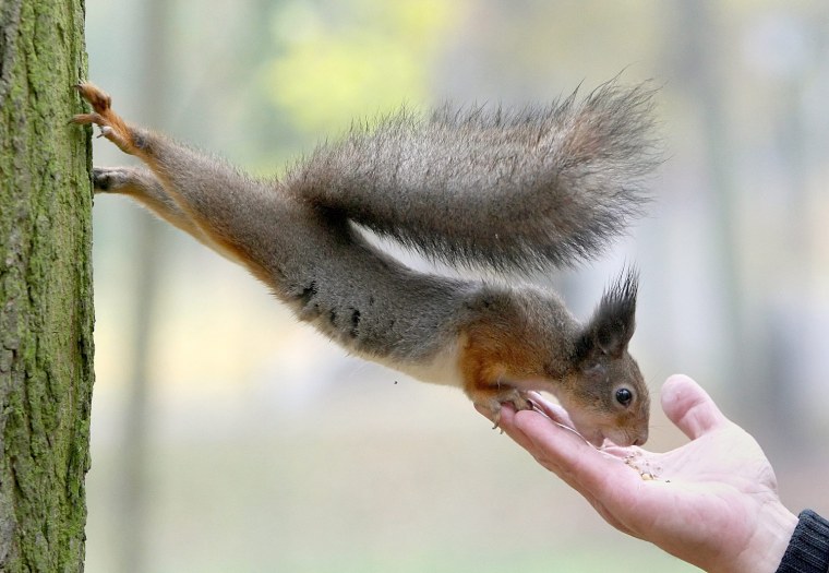 Image: A squirrel eats a nut from a man's hand in the central park in Minsk