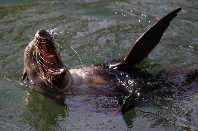 Image: A sea lion yawns on a sunny autumn day at the zoo in Frankfurt