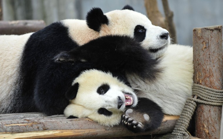 Image: Giant pandas play in Sichuan province
