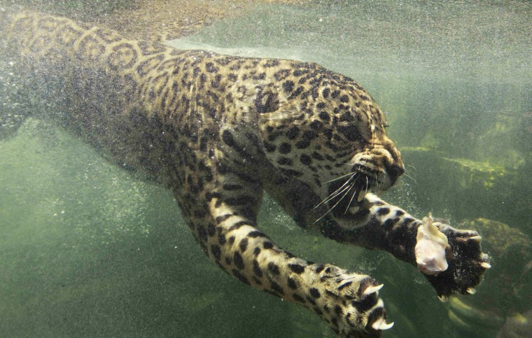 Image: Jaguar swims towards his food that was dropped in water during feeding time at Taman Safari Indonesia in Bogor