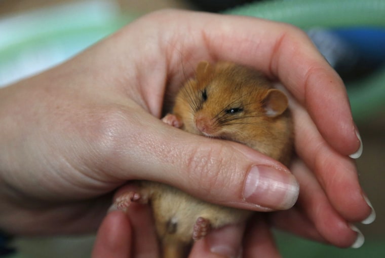 Image: Chester Zoo vet Drake examines Dormouse after microchipping it as part of a multi-agency conservation project in North Wales