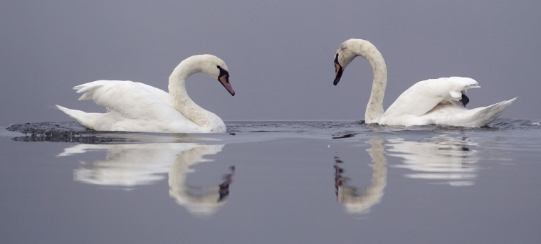 Image: Two swans swim in a pond in the village of Dekshniany