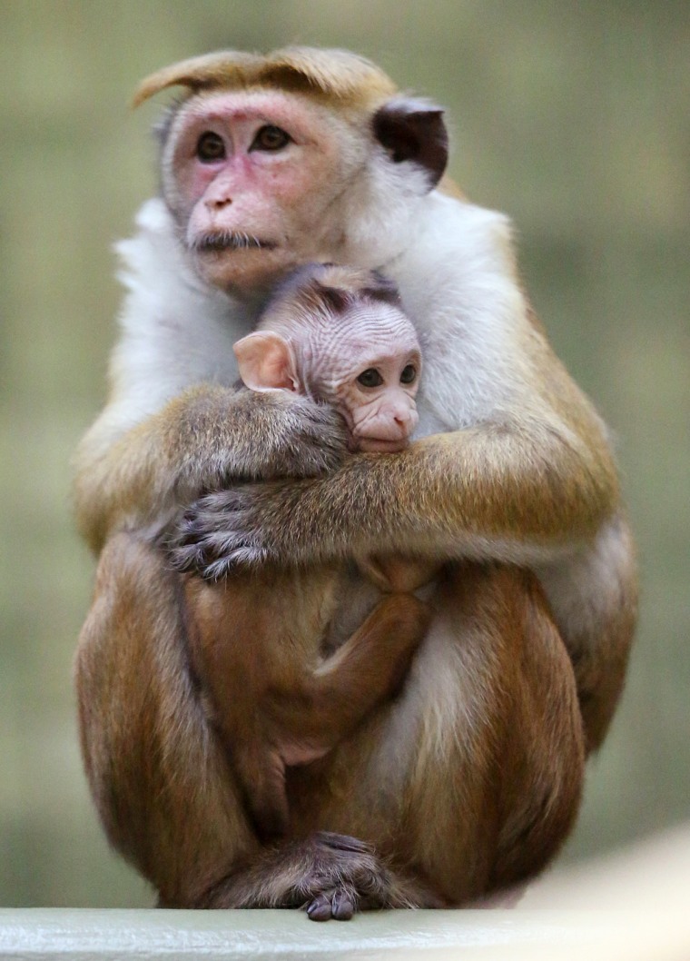 Image: Baby Toque Macaque Born At Berlin Zoo