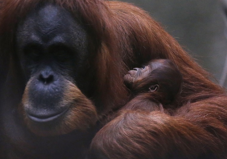 Image: A three day old baby Sumatran Orangutan is held by her mother in their enclosure at Chester Zoo