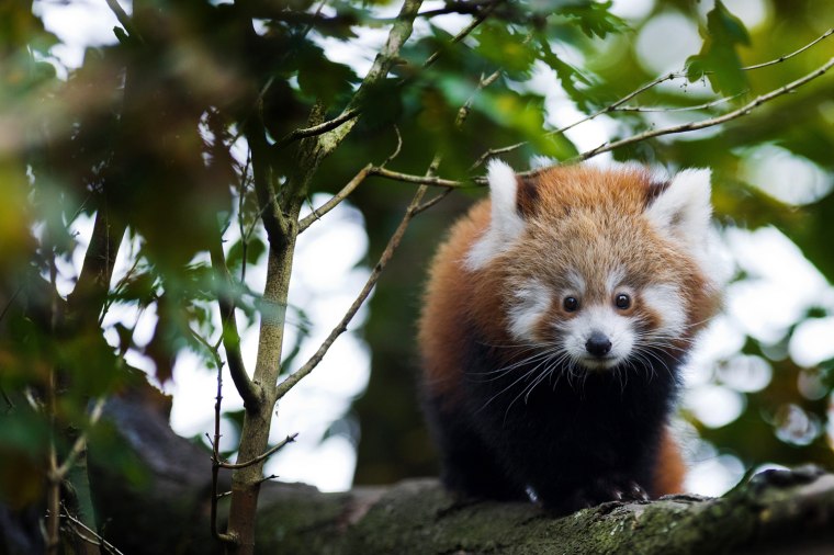 Image: Two Red Panda offsprings in Dresden