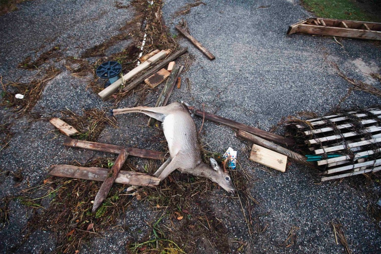 Image: A dead deer is pictured with debris left by storm surge from Hurricane Sandy and high tide in Southampton