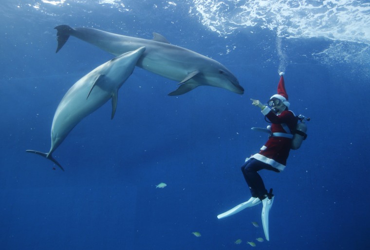 Image: A diver dressed as Santa Claus swims with dolphins at Hakkeijima Sea Paradise in Yokohama, south of Tokyo
