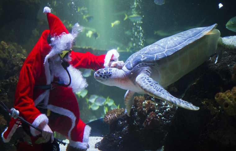 Image: Santa Claus dives in aquarium