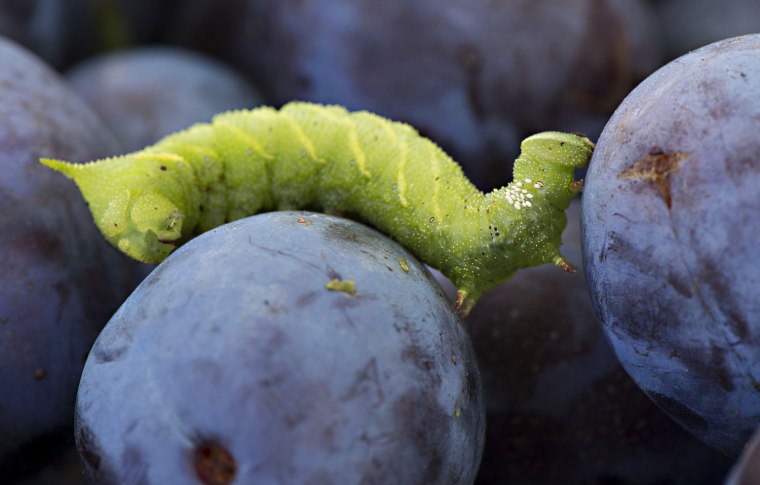 Image: Big Hungry Caterpillar