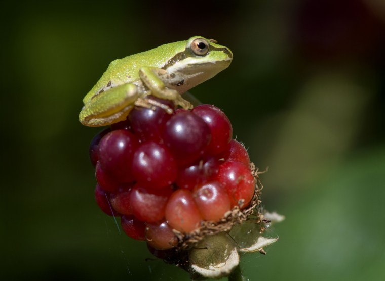 Image: Blackberry Frog