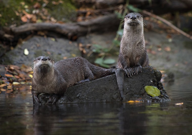 Image: River Otters