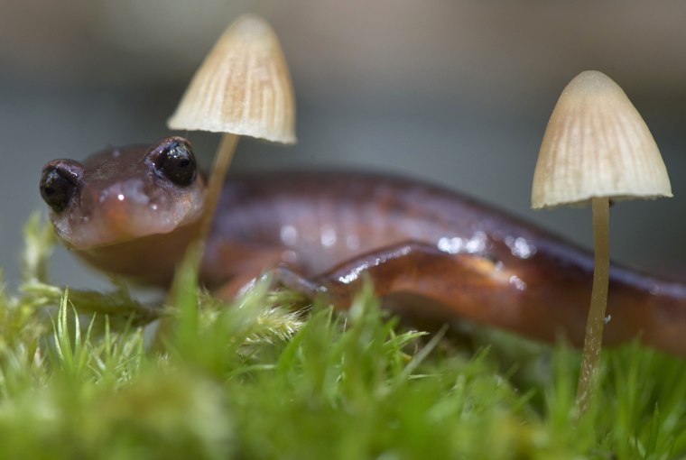 Image: Ensatine Salamander