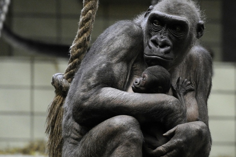 Image: Baby gorilla at Muenster Zoo in Germany