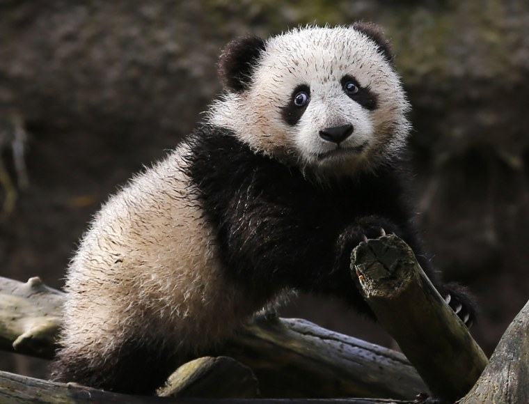 Image: Giant Panda cub Xiao Liwi is shown for the first time on public display after the section of the exhibit frequented by the five-month old bear was opened to the public at the San Diego Zoo