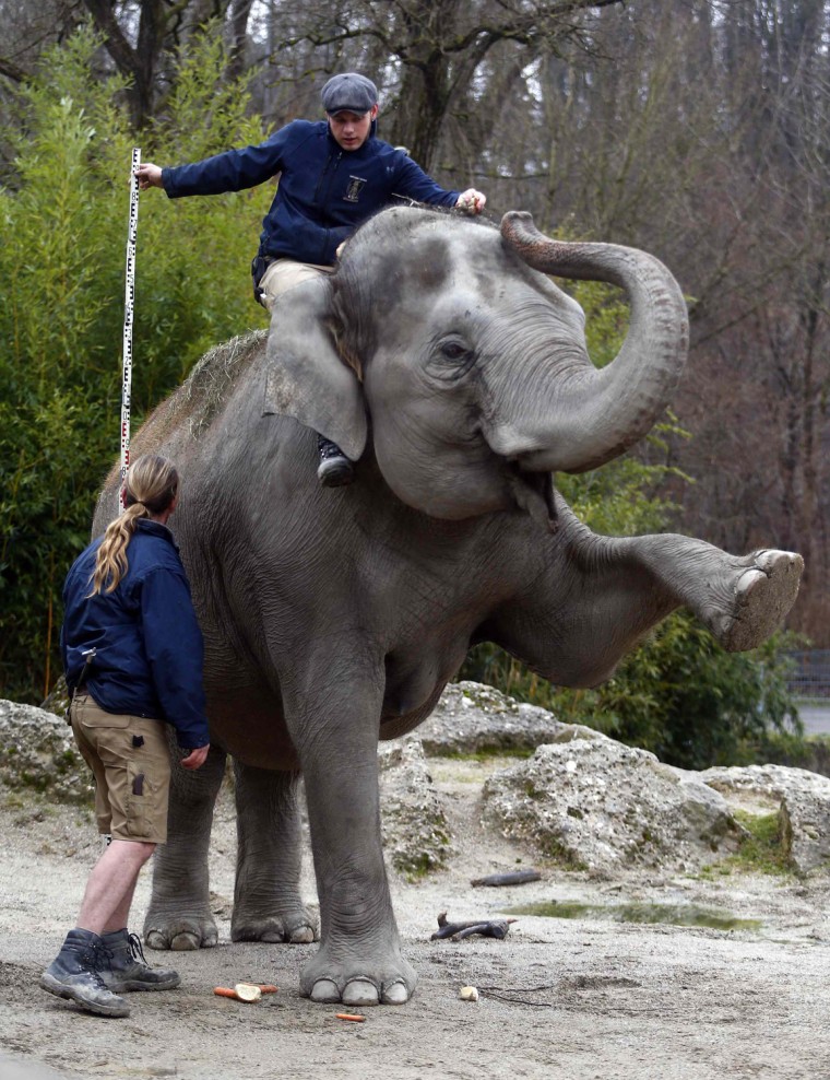 Image: Zoo keepers measure the height of an elephant during the annual inventory in Munich's zoo Hellabrunn