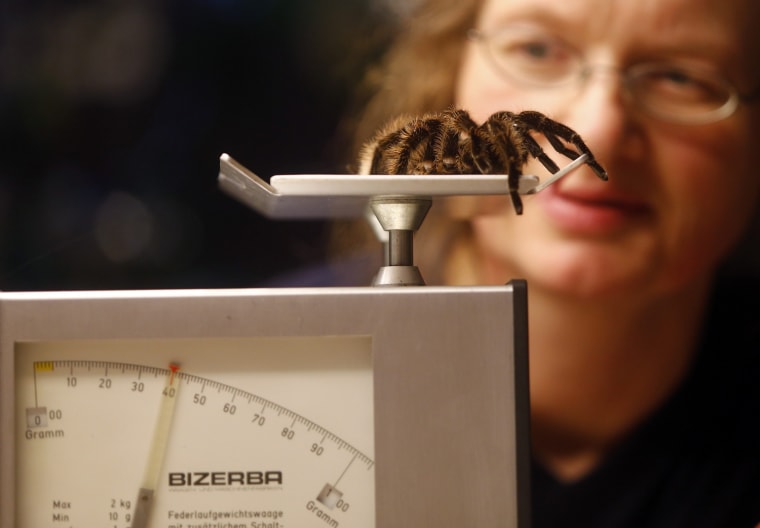 Image: A bird spider weighing 40 grams sits on a regular letter scale during the annual inventory in Munich's zoo Hellabrunn