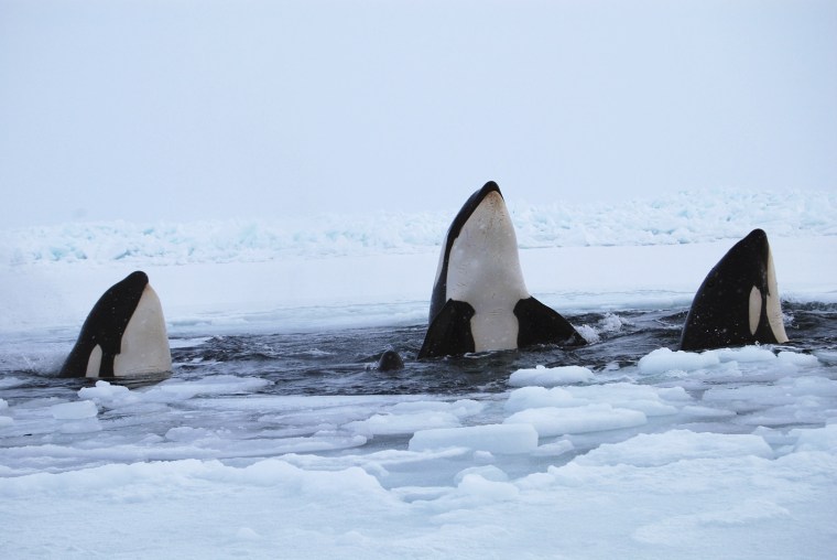 Image: Three killer whales surface through a breathing hole in the ice of Hudson Bay near the community of Inukjuak