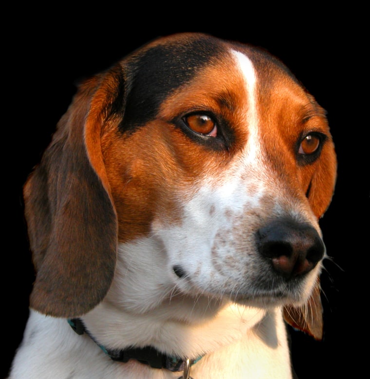 Beagle (#4):  Known for their happy-go-lucky persona and compact size, the Beagle has ranked in the Top 5 most popular breeds over the last decade.  Beagles were first bred by English gentlemen in the 1500s to hunt rabbits. Having lived in packs for years, Beagles enjoy the company of other dogs and humans.