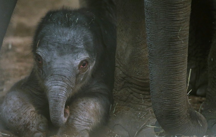Image: A newly born Asian Elephant calf lies in its enclosure at Chester Zoo in Chester