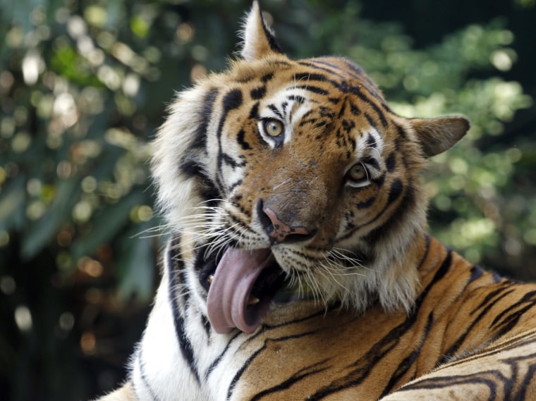 Image: Tiger at Dusit Zoo in Bangkok