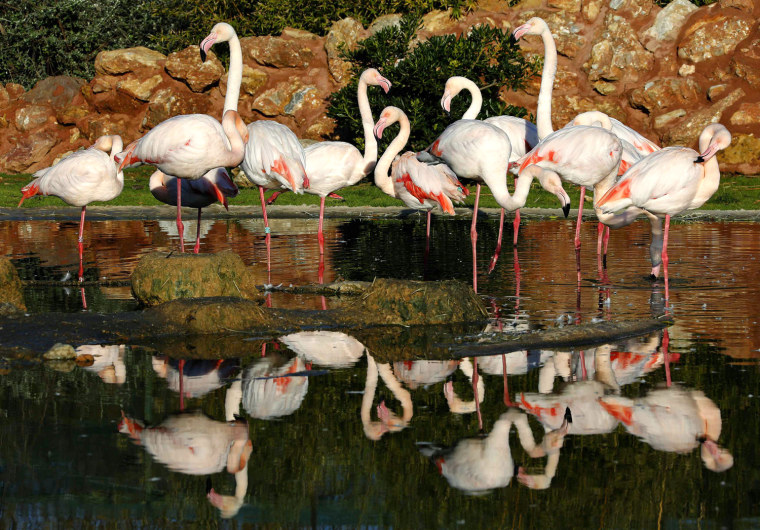 Image: A flock of pink flamingos is seen at the Attica Park zoo near Athens