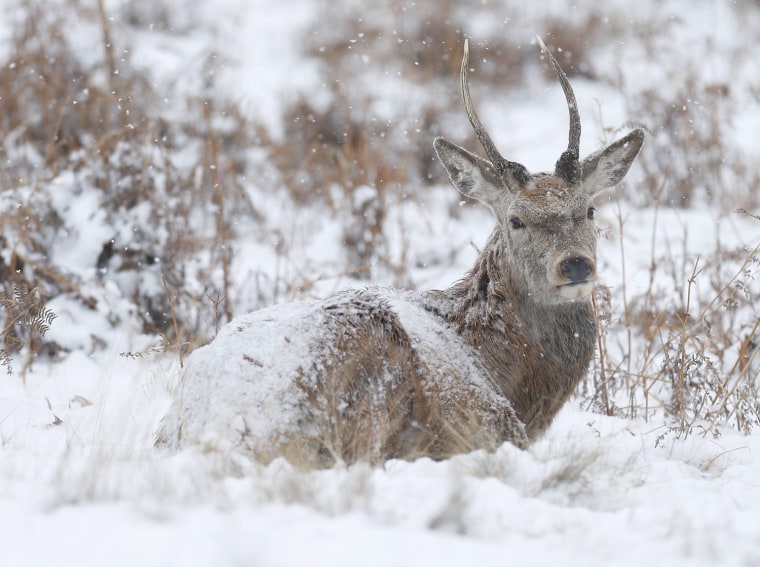 Image: A deer sits in the snow in Richmond Park, London