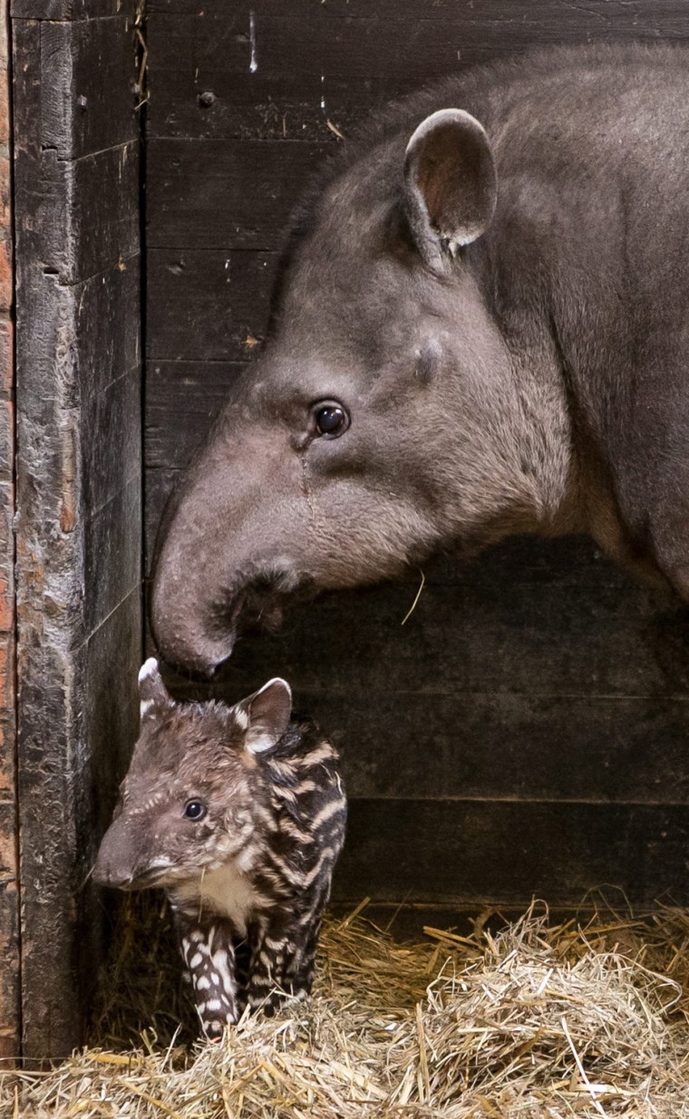 Image: Young South American tapir in Wroclaw Zoo