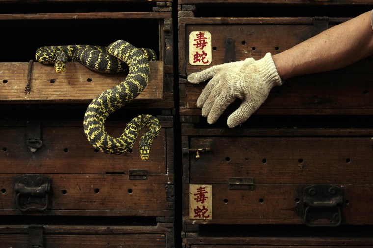 Image: Snakes hang from a wooden cabinet marked with the Chinese characters \"poisonous snake\", at a snake soup shop ahead of the Spring Festival in Hong Kong
