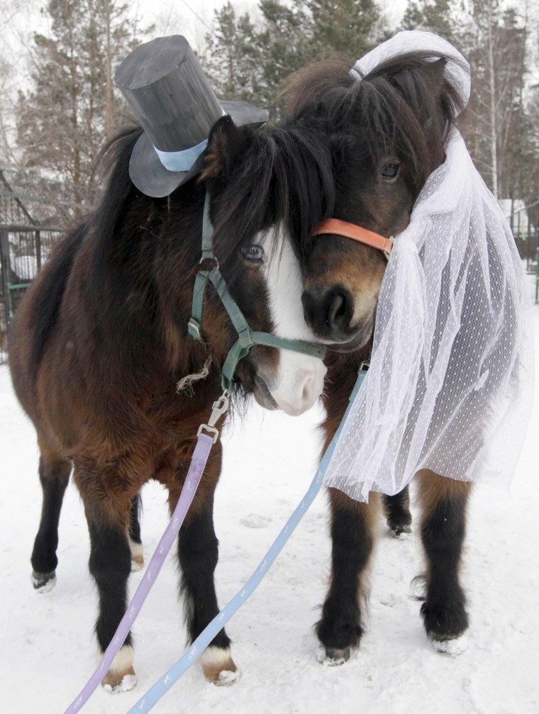 Image: Shetland ponies, male Silver and female Zorka, are seen dressed as a groom and a bride at the Royev Ruchey zoo on the surburbs of Russia's Siberian city of Krasnoyarsk