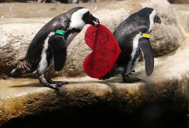 Image: Valentine's Day Celebrated At California Of Sciences