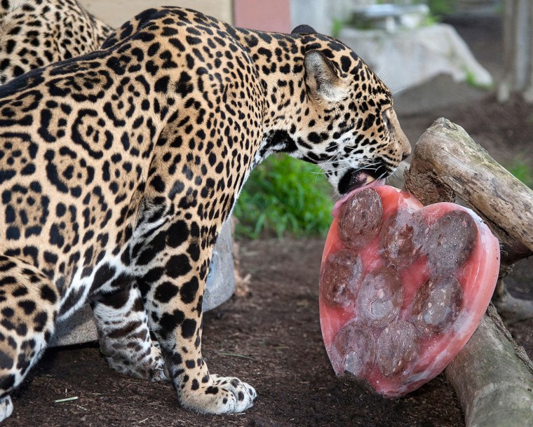 Image: Handout of five-year-old jaguar \"Nindiri\" licking a heart-shaped Valentine's Day at San Diego Zoo