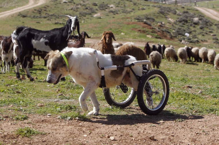 Image: Abayed, a six-year-old herding dog, walks with a specially-made wheeled walking aid outside the Humane Center for Animal Welfare near Amman