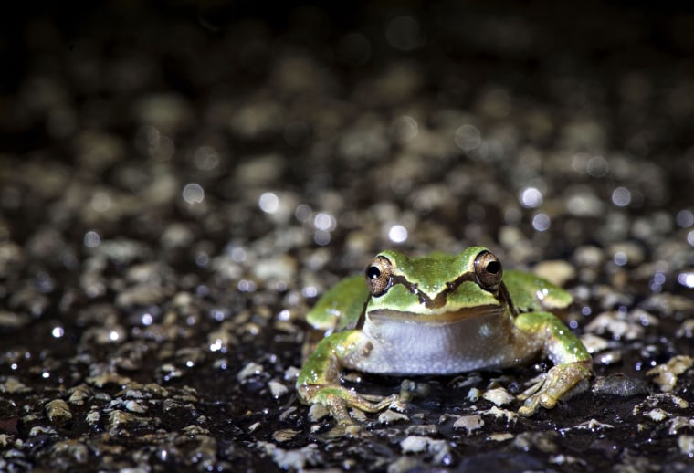 Image: Night of the Frog