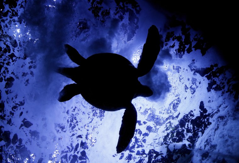 Image: Green silhouetted as it swims at an aquarium in Tokyo