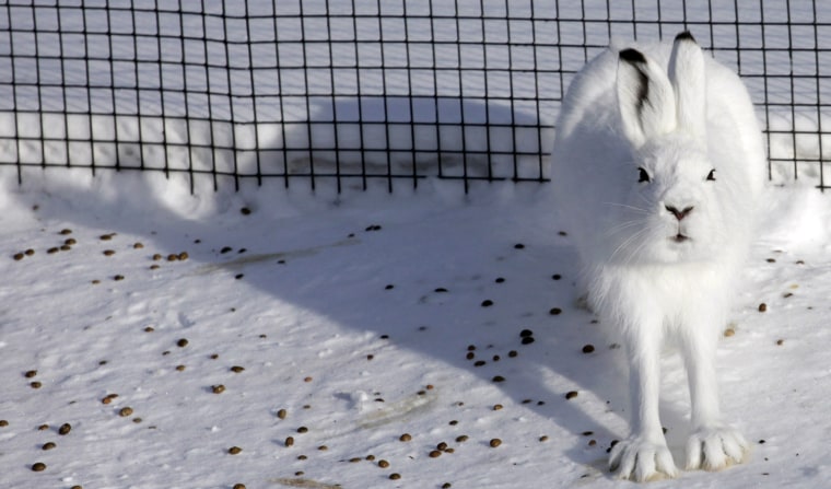 Image: Tundra hare sits in an open-air enclosure at the Royev Ruchey zoo on the suburbs of Krasnoyarsk