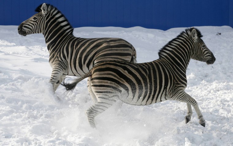 Image: Zebras, female Zizi (front) and male Moryachok, run on the snow in an open-air enclosure at the Royev Ruchey zoo on the suburbs of Krasnoyarsk