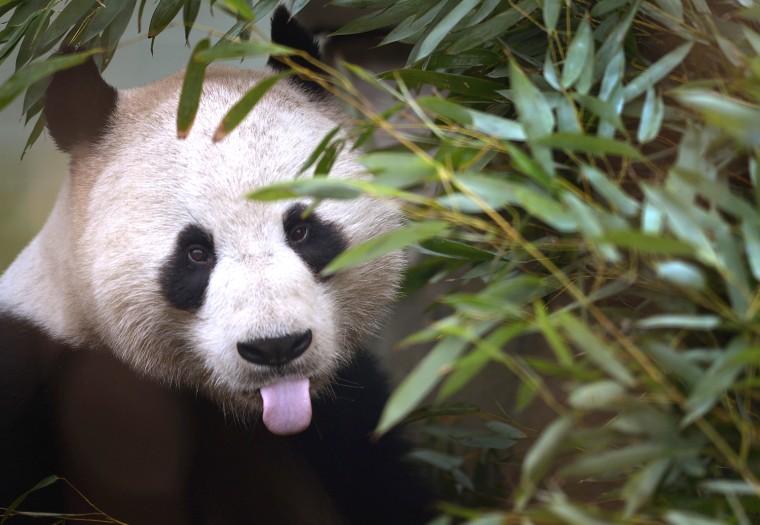 Image: Yang Guang The Male Panda At Edinburgh Zoo Feeding In His Enclosure Before The Breeding Season Begins